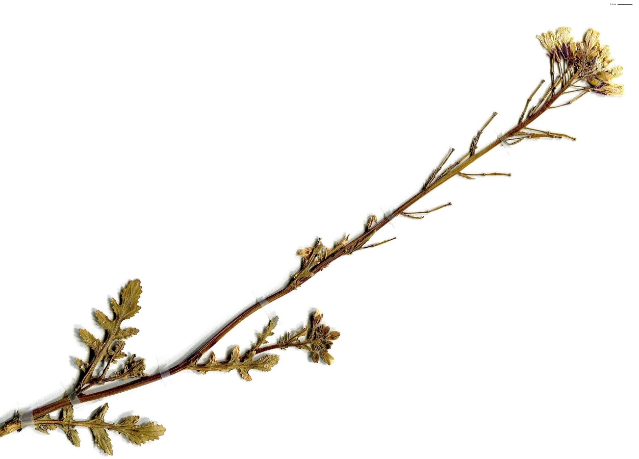 Diplotaxis erucoides (Brassicaceae)